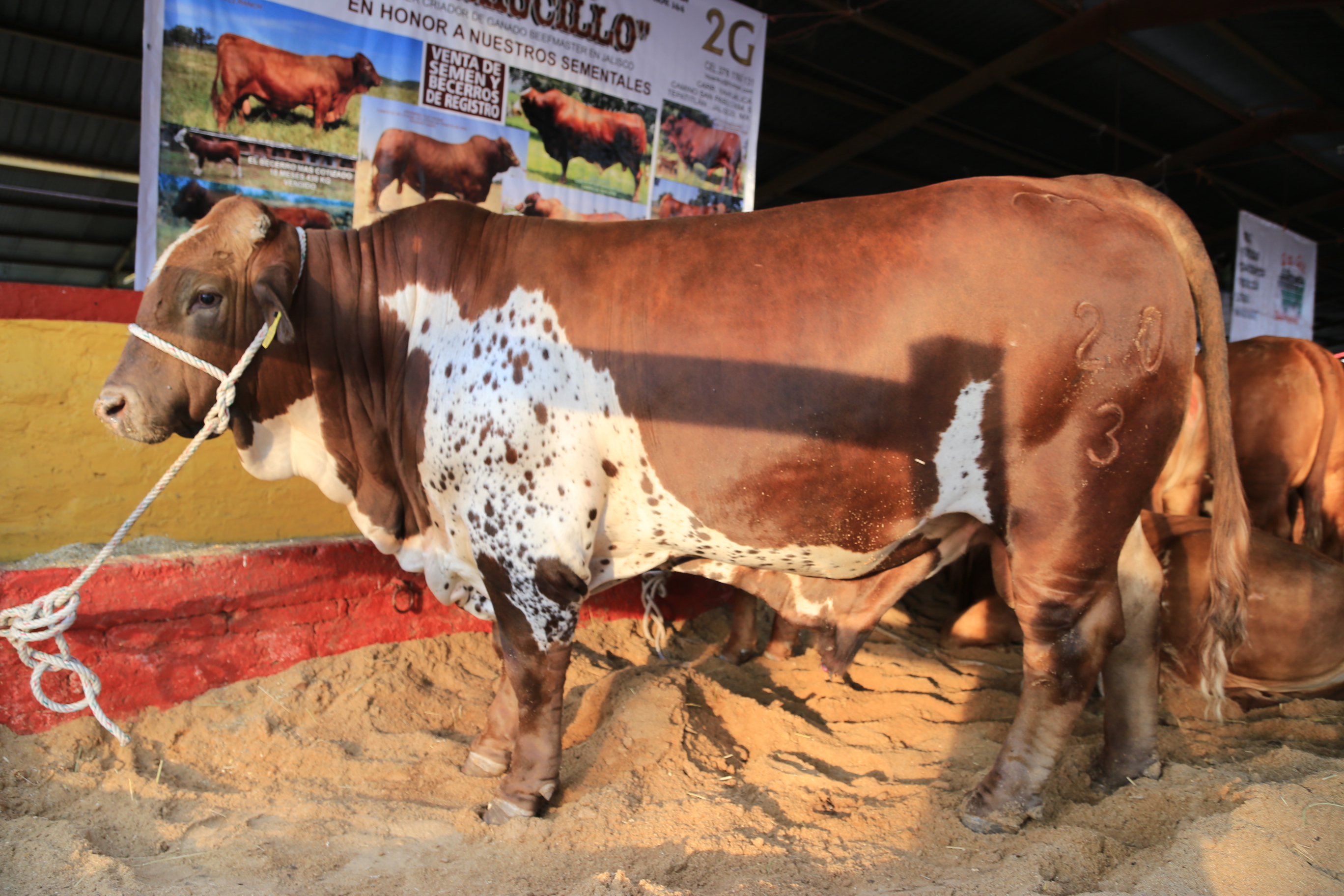 Fierros del ganado son clave para acreditar propiedad Gobierno del