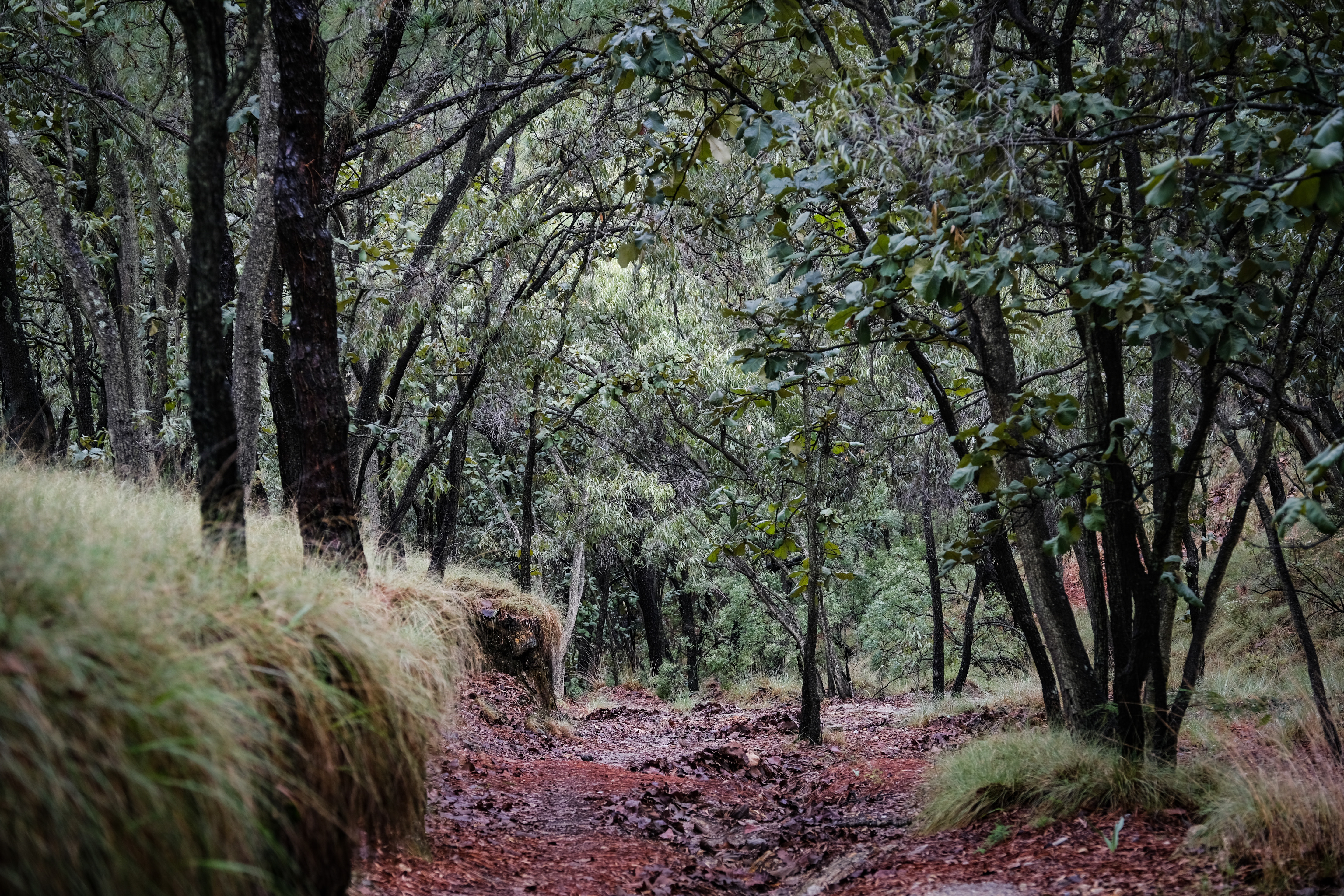 Jalisco con Bosques, la política pública que conserva los ecosistemas forestales