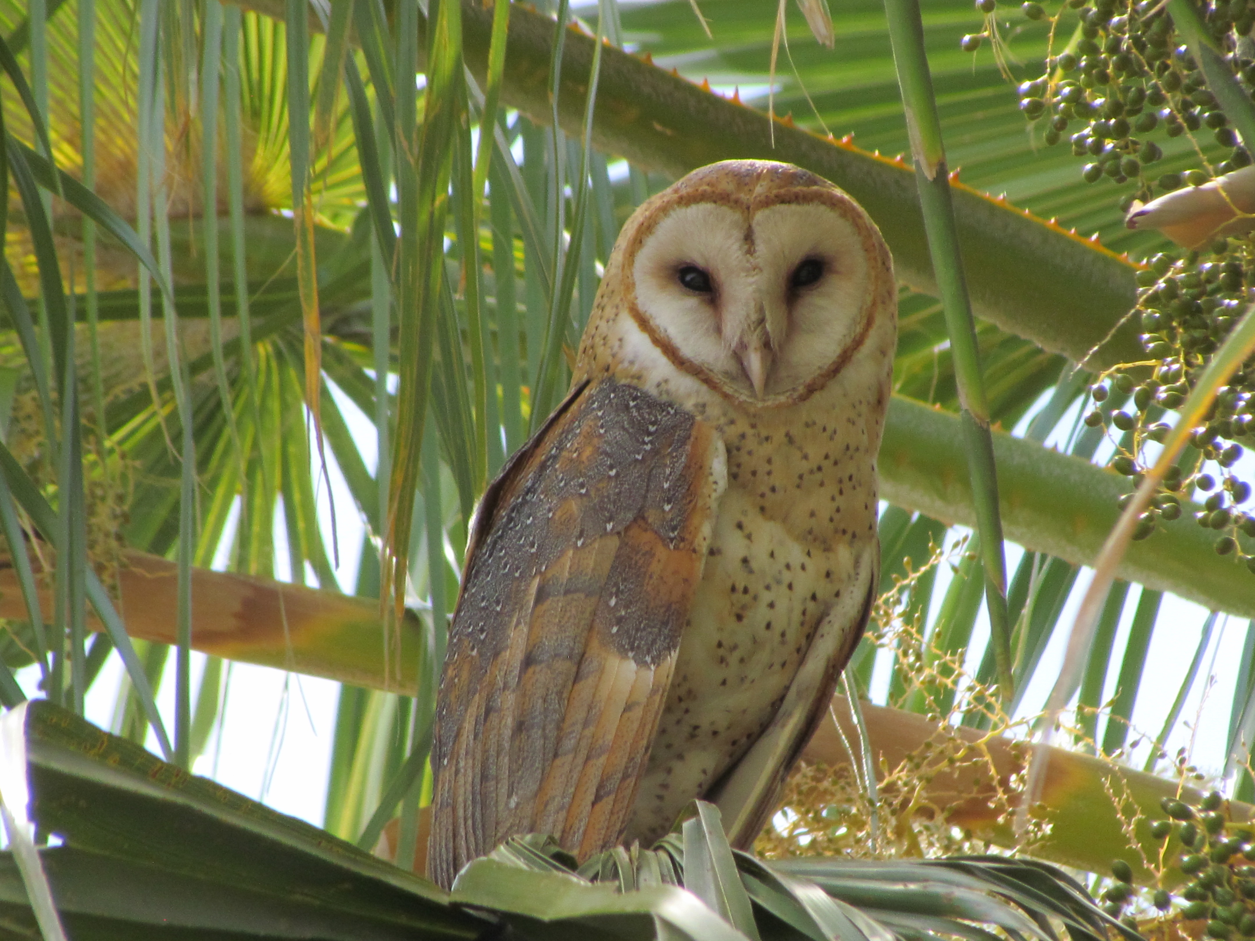 Semadet hace llamado para reforzar medidas de protección a fauna silvestre ante COVID-19 | Gobierno del Estado de Jalisco Semadet hace llamado para reforzar medidas de protección a fauna silvestre ante COVID-19 | Gobierno del Estado de Jalisco