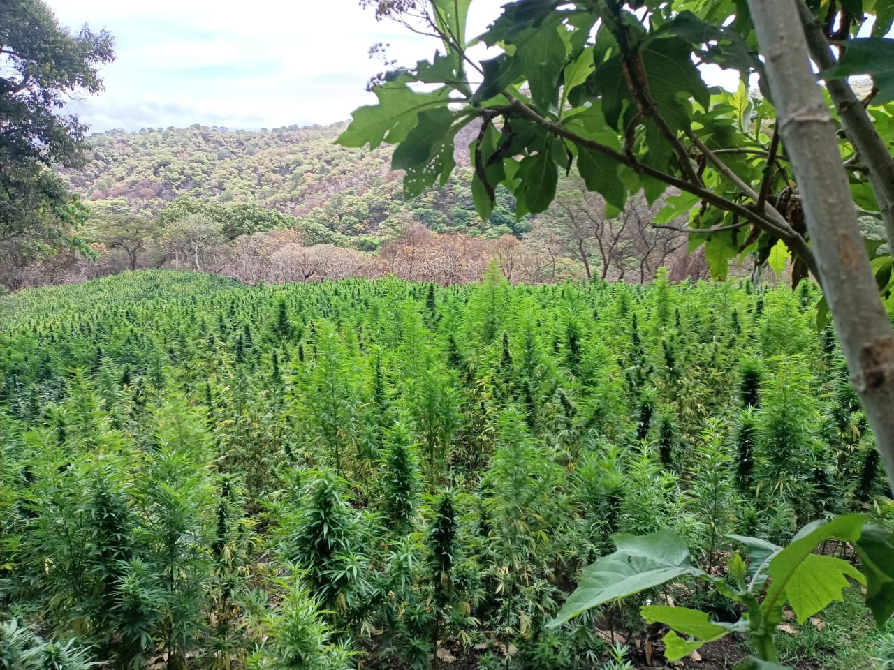 Policías del Estado destruyen cultivos de marihuana en Chiquilistlán y Ahualulco del Mercado