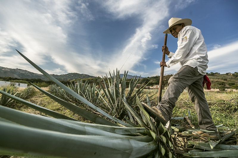 Invita Secretaría de Medio Ambiente a mejorar huella ambiental por producción de tequila