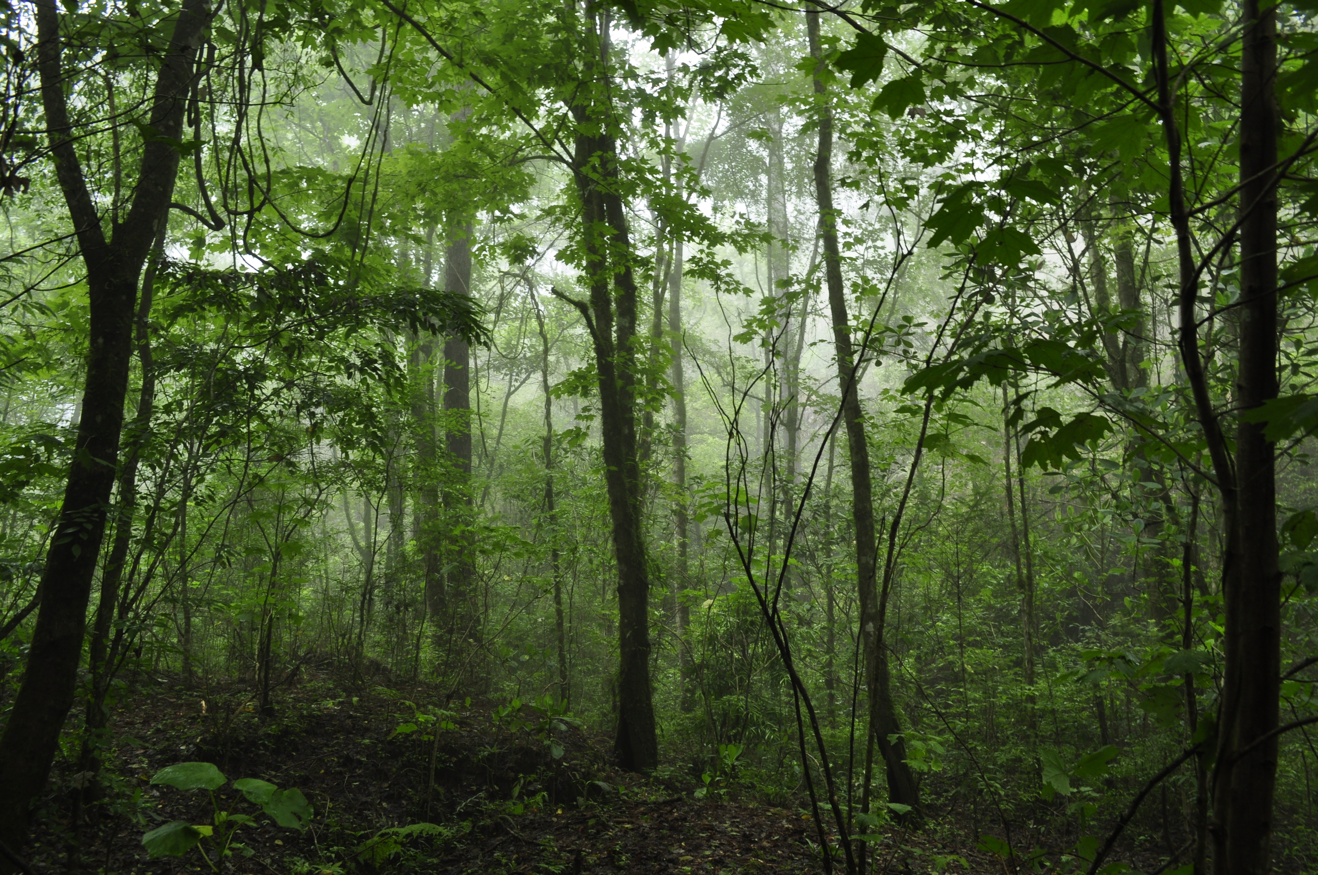 Bosque de Arce Gobierno del Estado de Jalisco
