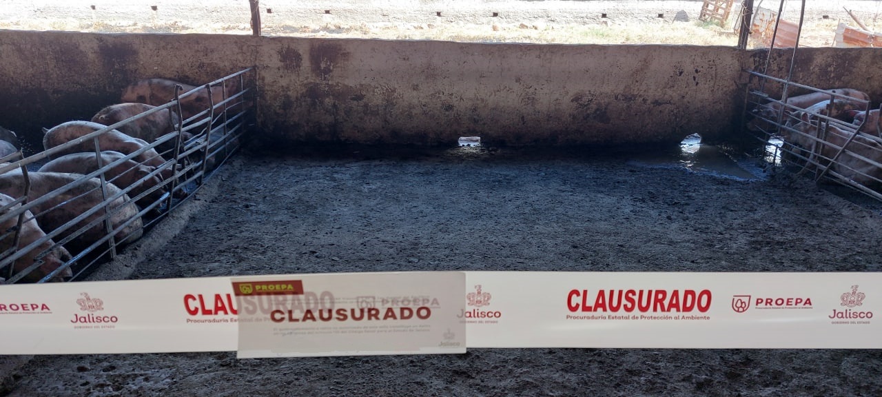 Clausura Proepa granja de puercos en Tepatitlán de Morelos por incumplimiento a las normas ambientales vigentes