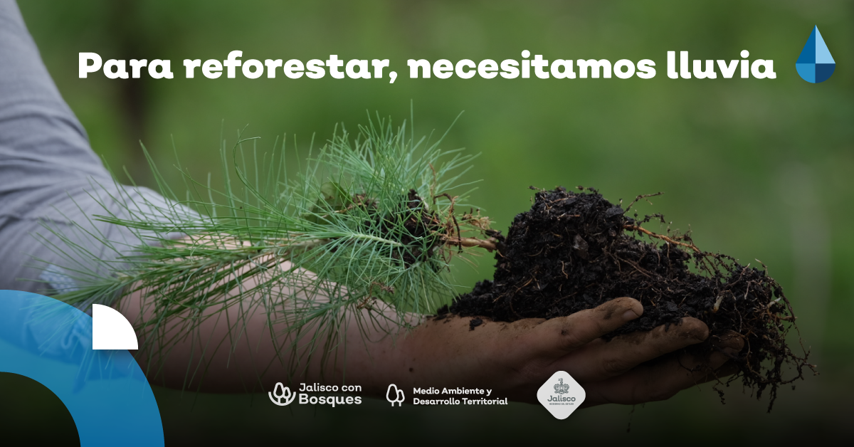 ¿Por qué no reforestar después de un incendio?