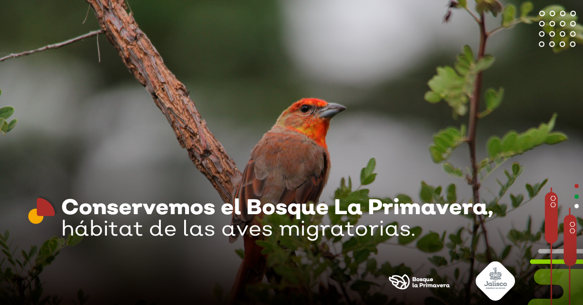 Comienza la temporada de avistamiento de aves migratorias en el Bosque La Primavera