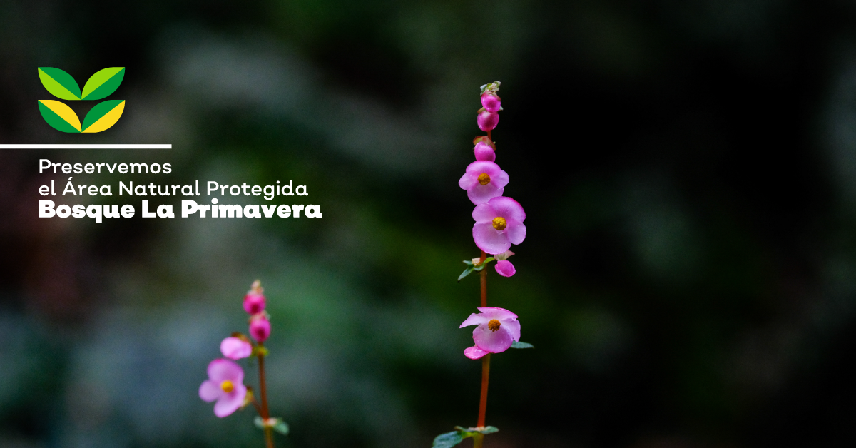 Recomendaciones para una visita amigable al Bosque La Primavera
