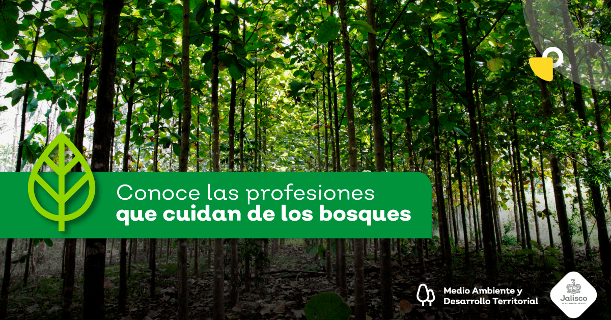  En el mes de julio celebramos la fiesta del bosque