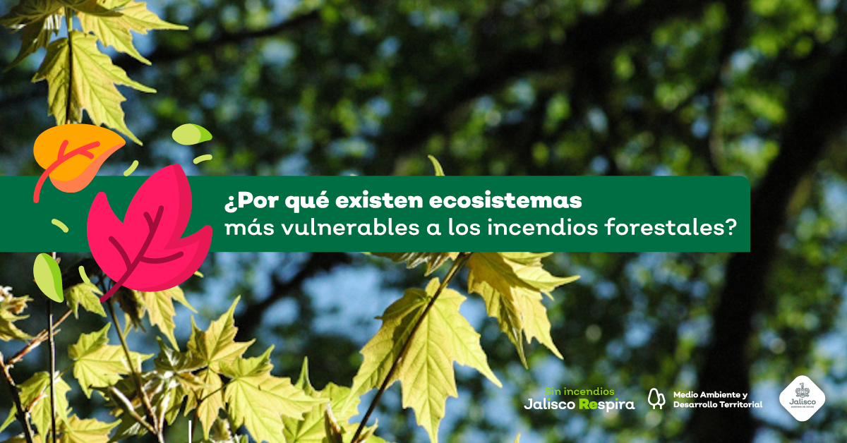 ¿Por qué existen ecosistemas más vulnerables a los incendios forestales?