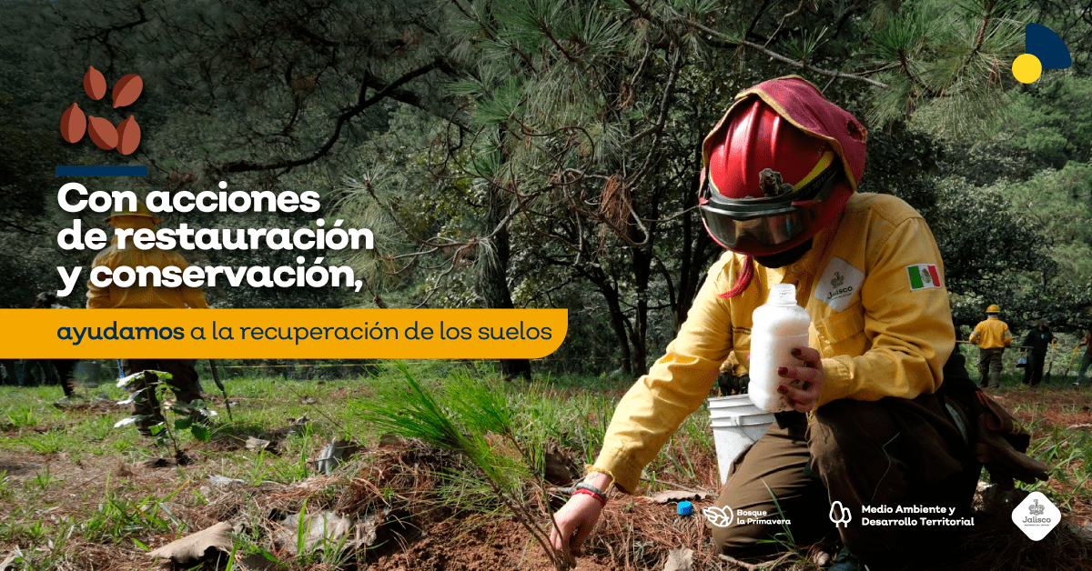 La reforestación: una alternativa para la recuperación del Bosque La Primavera