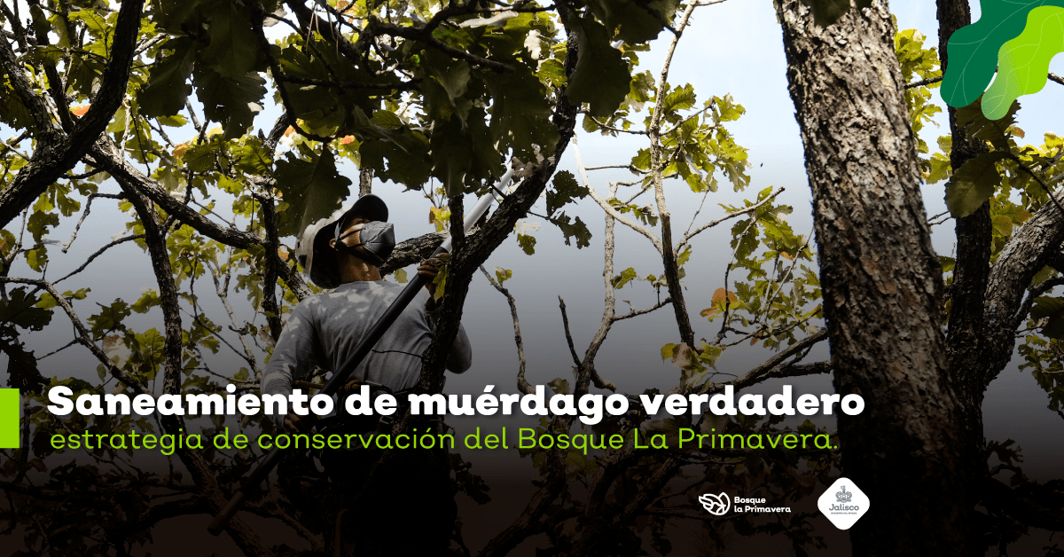 Saneamiento forestal, una alternativa para el manejo de plagas en el Bosque La Primavera