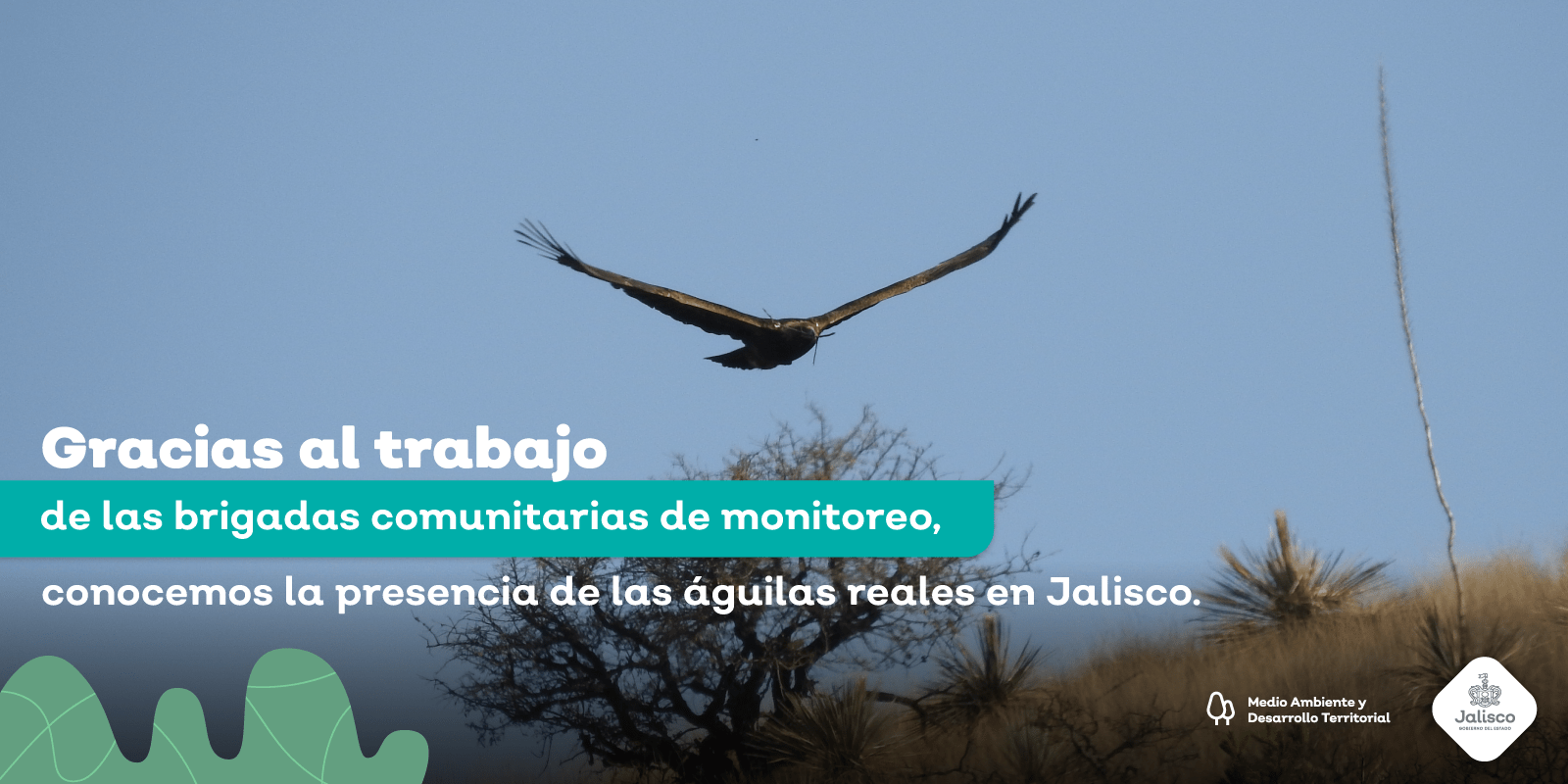 Registramos el nacimiento exitoso de dos águilas reales en Jalisco, resultado de las buenas acciones ambientales