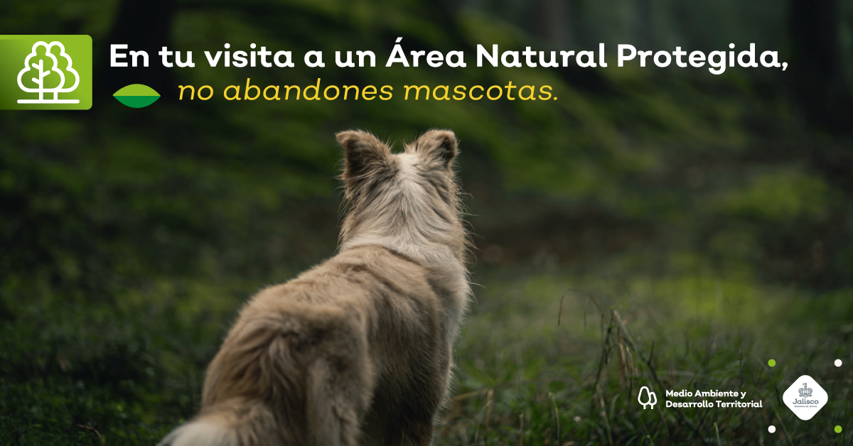 ¿Por qué abandonar animales en las ANP es un peligro?