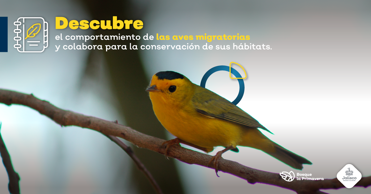 ¿Por qué se realiza un Conteo Navideño de Aves?