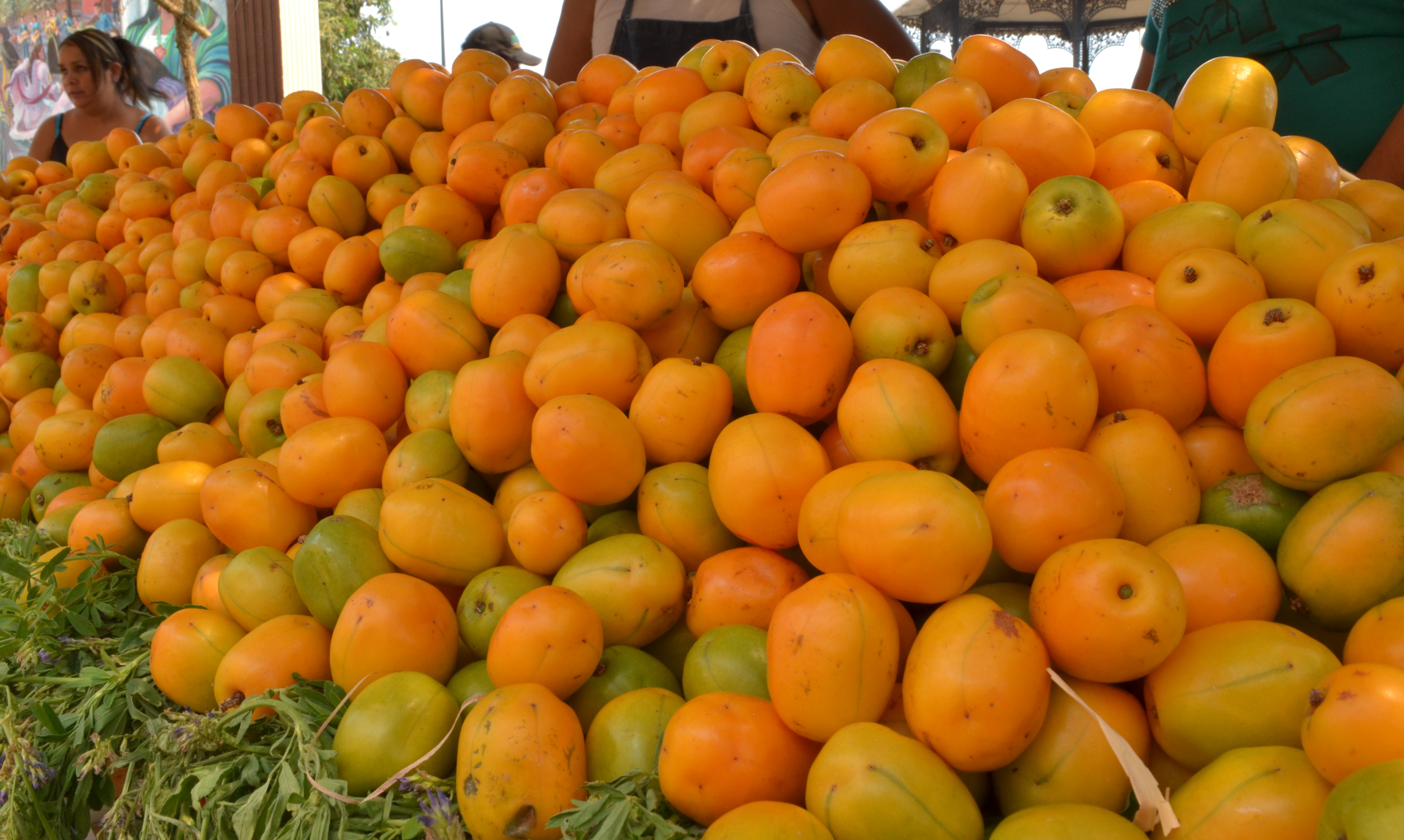 Como Se Dice Ciruela En Inglés Serán el mango y la ciruela los protagonistas del fin de semana en el