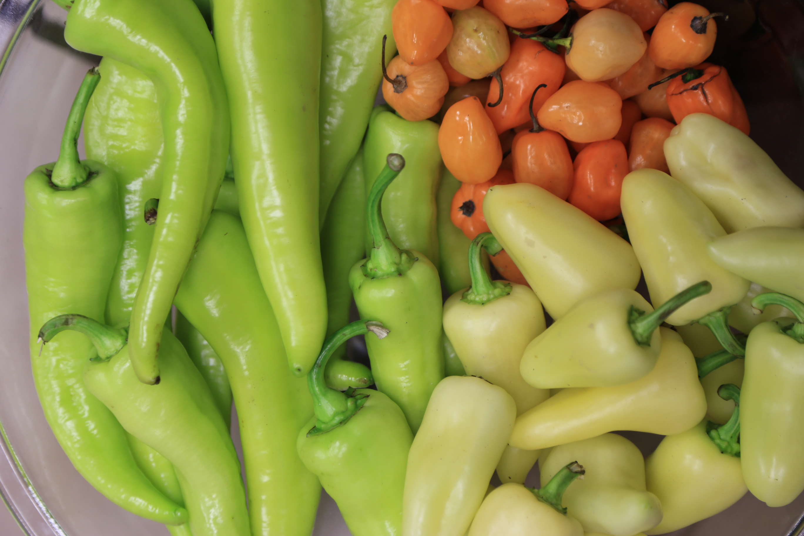 Avanzan gestiones para la denominación de origen del chile de Yahualica