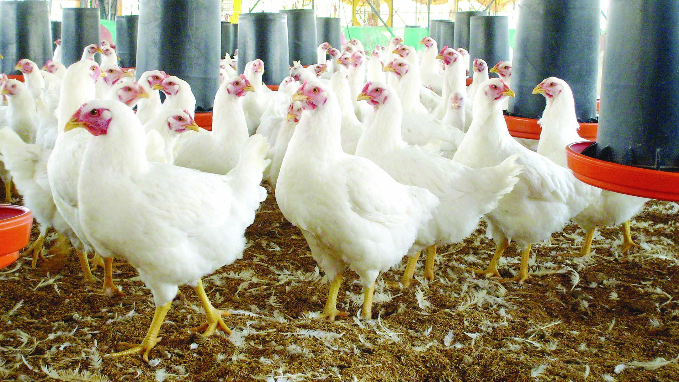Gobierno de Jalisco continúa con protocolos de actuación y prevención ante influenza aviar