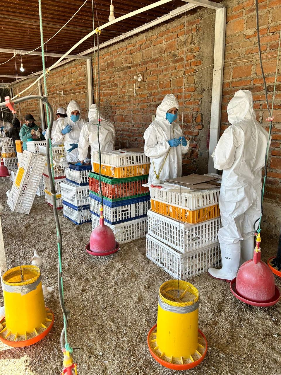 Avanza la ASICA con la vacunación de aves de traspatio de Jalisco