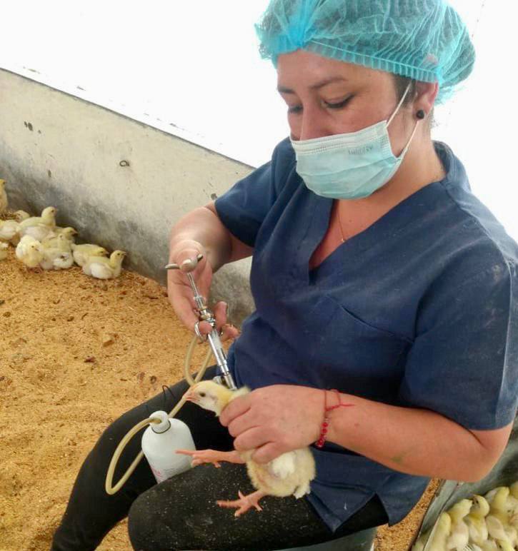 Se autorizan para Jalisco más de 34 millones de dosis de vacunas contra la influenza aviar