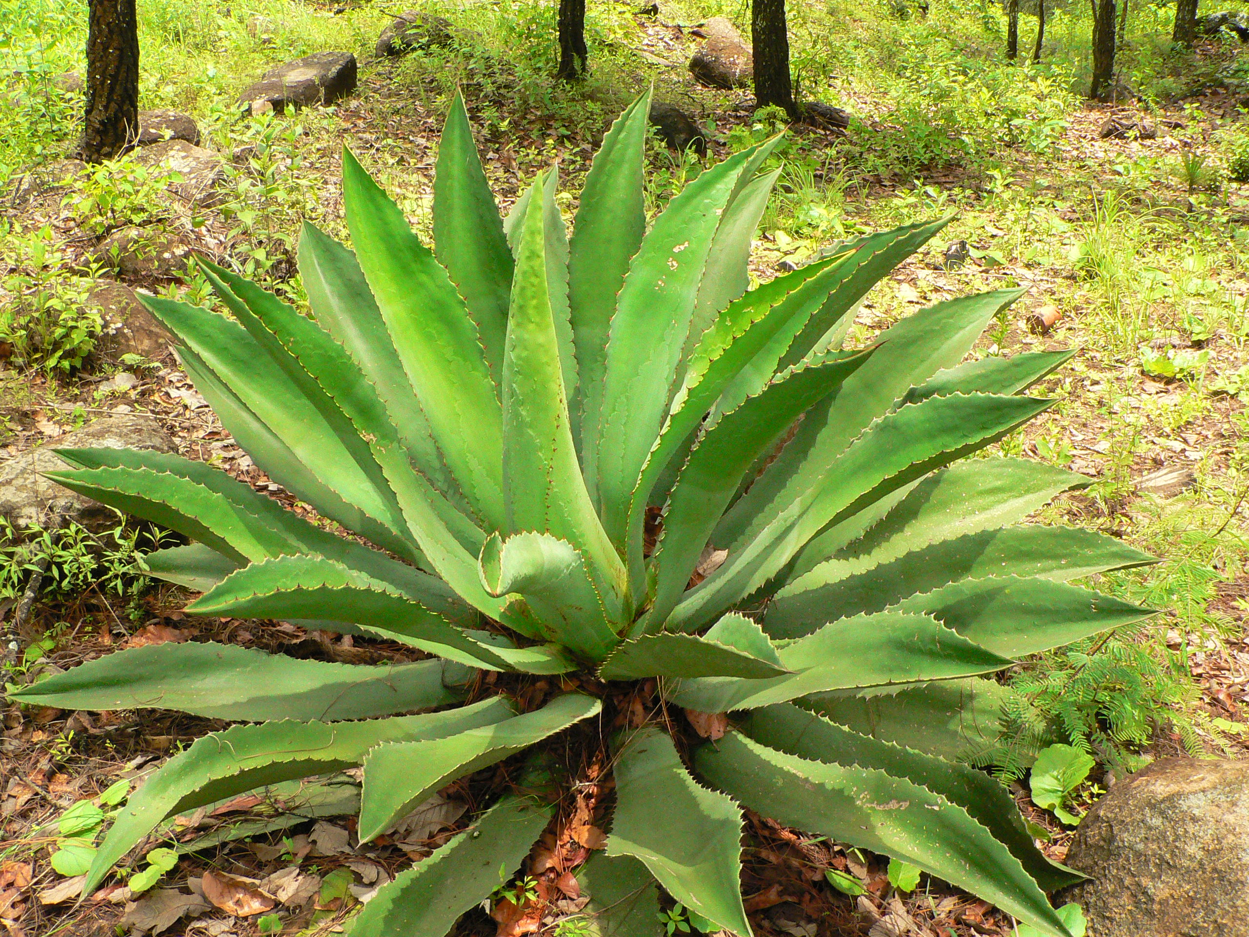 Agave Raicilla